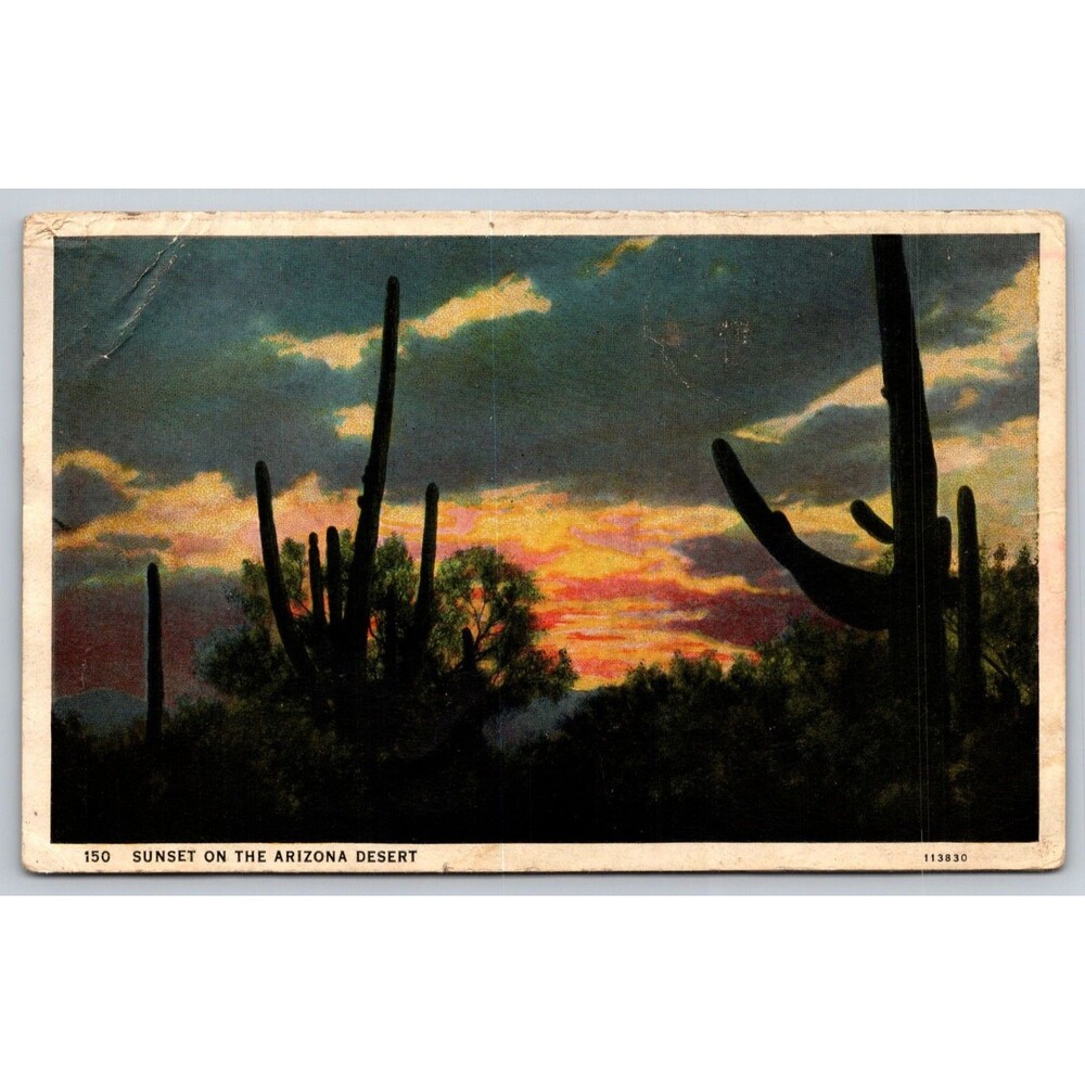 Postcard Sunset on the Arizona Desert Saguaro Cactus Unposted c1920s